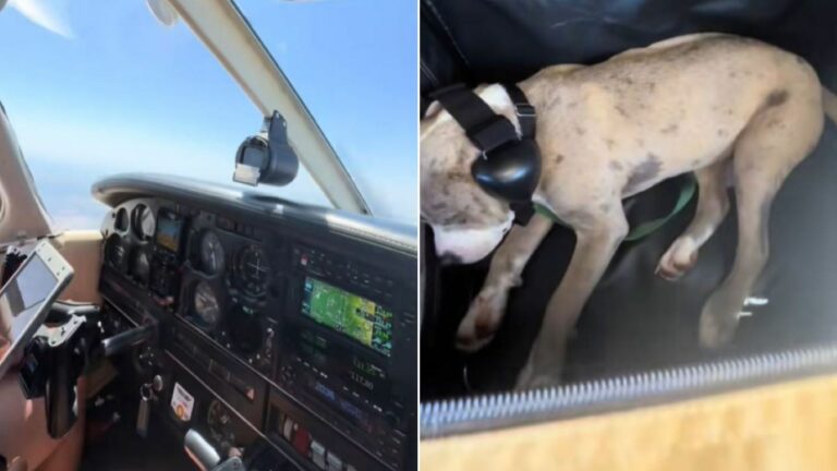 Adopted dog