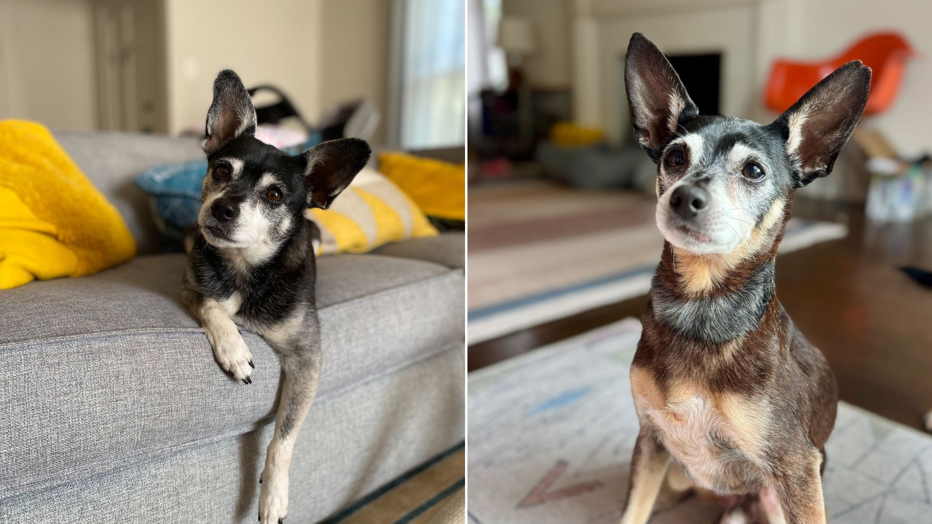 senior dog