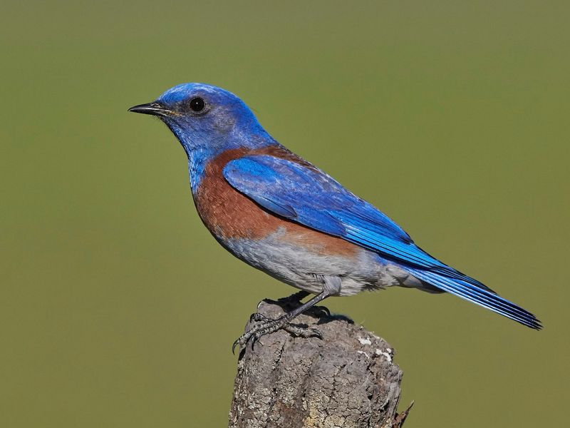 Western Bluebird