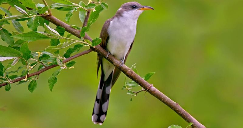 Yellow-billed Cuckoo – Sacramento River National Wildlife Refuge