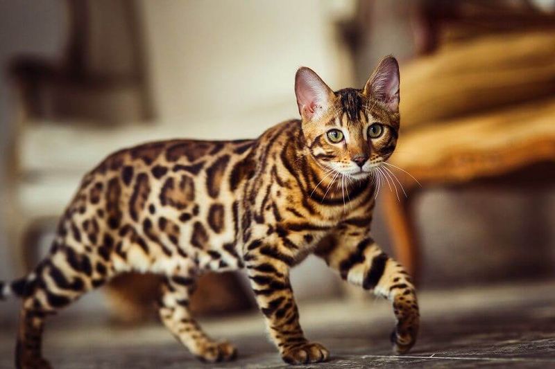 Some Domestic Cats Are Descendants Of Wild Cats