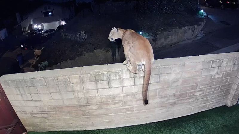 Mountain Lions Roam Through Urban Areas