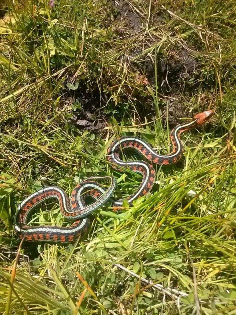 California Red-Sided Garter Snake: Flame Along the Stream