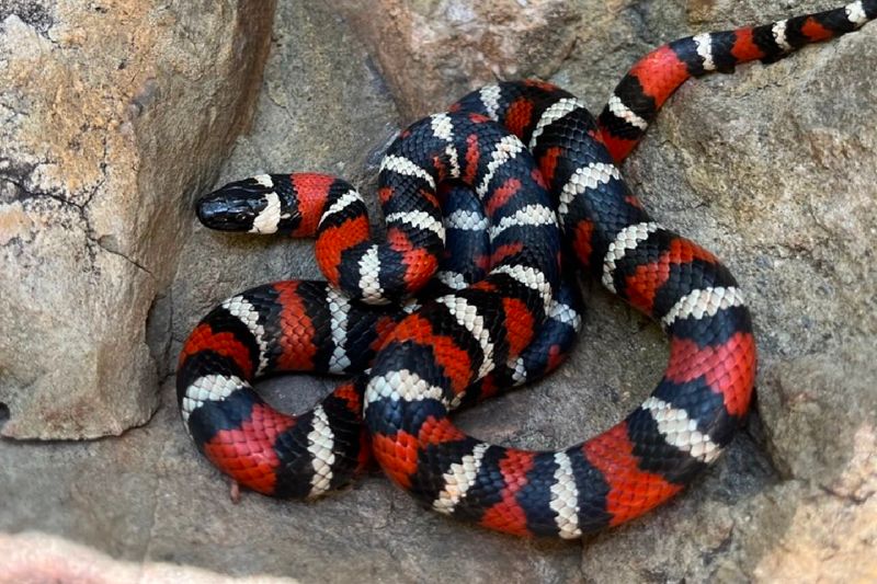 California Mountain Kingsnake