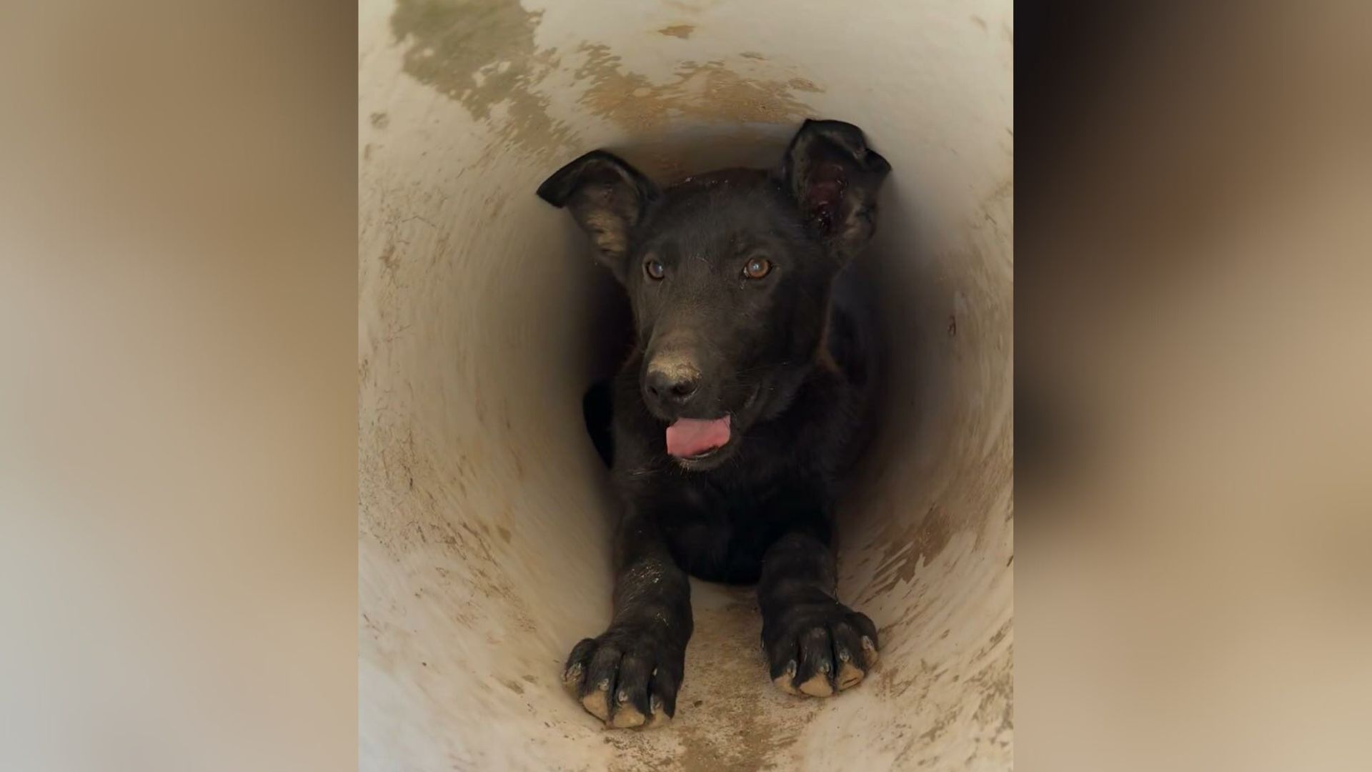 dog in drainpipe