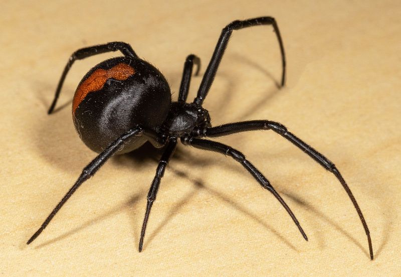 Black Widow Spider