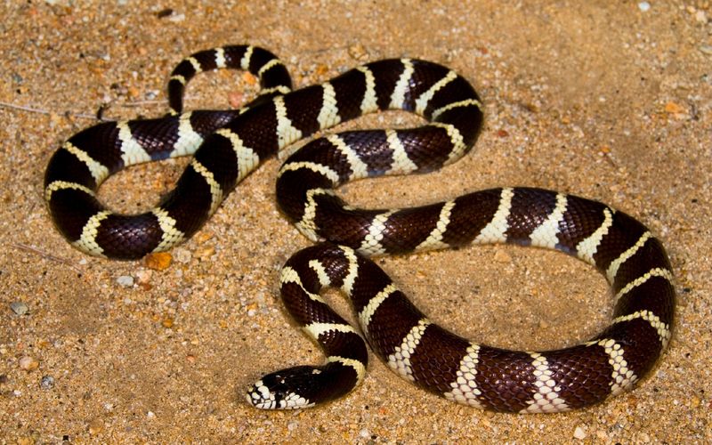 California Kingsnake: The Snake World's Royalty