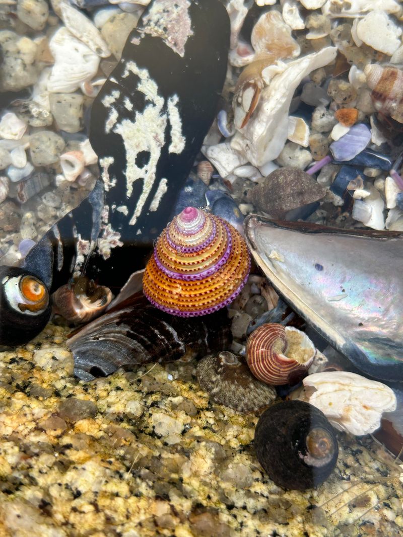 Snails – Cambria, McAbee Beach