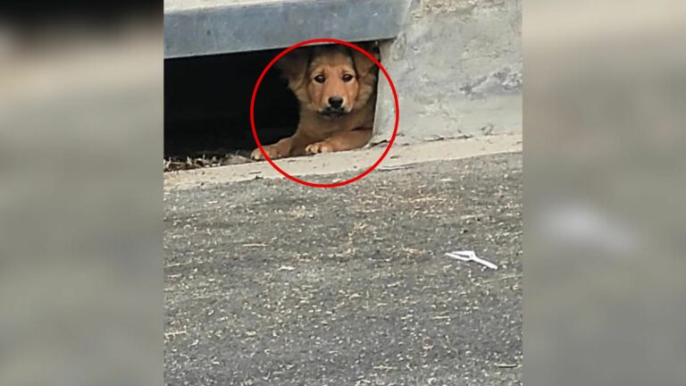 dog in sewer drain