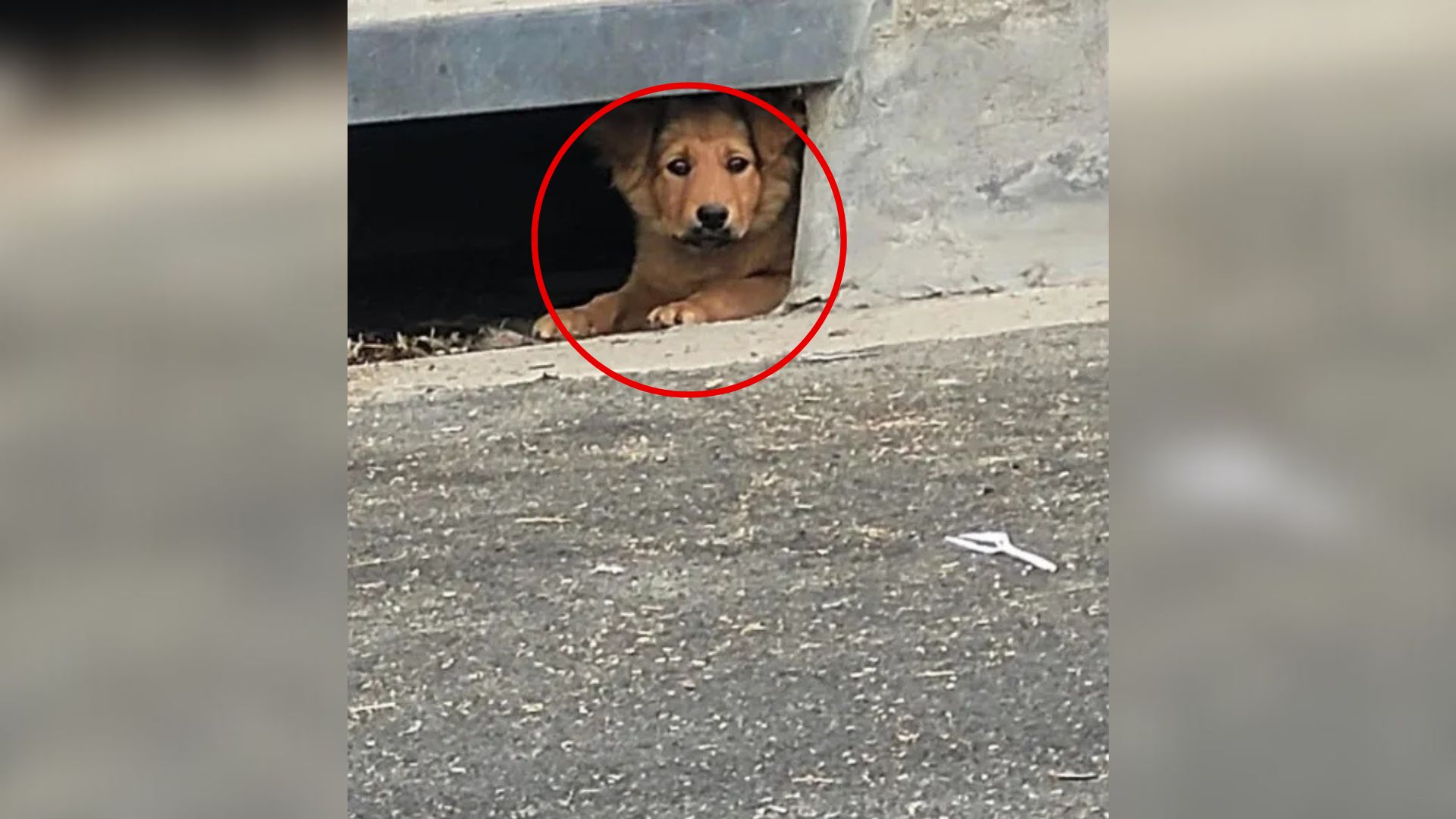 dog in sewer drain