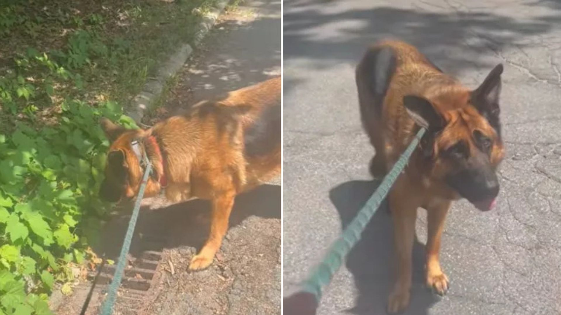 scared dog walking