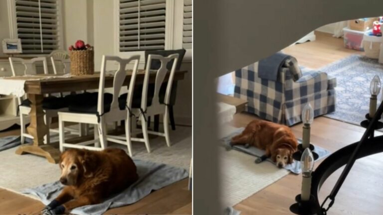 dog sleeping