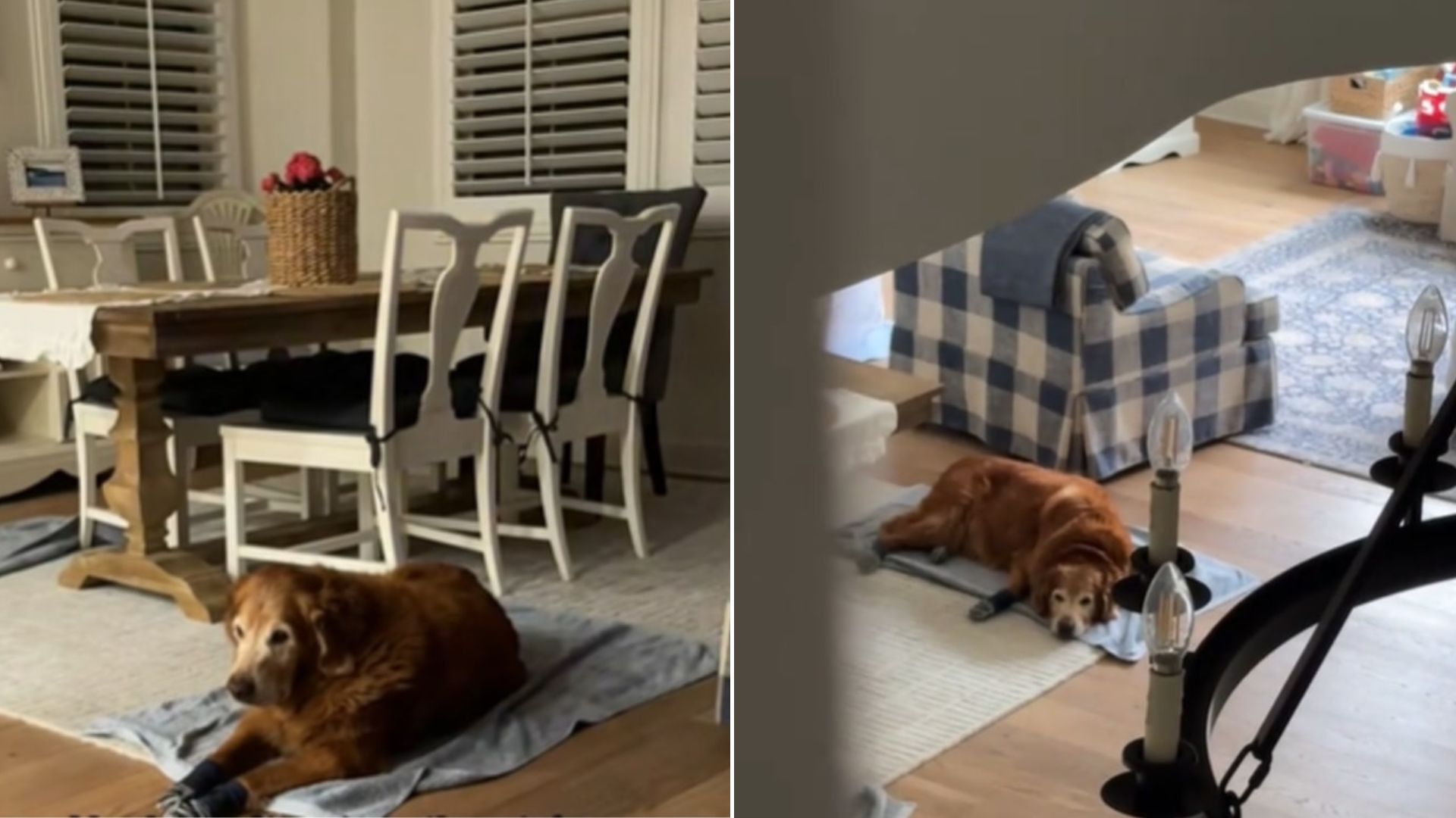 dog sleeping