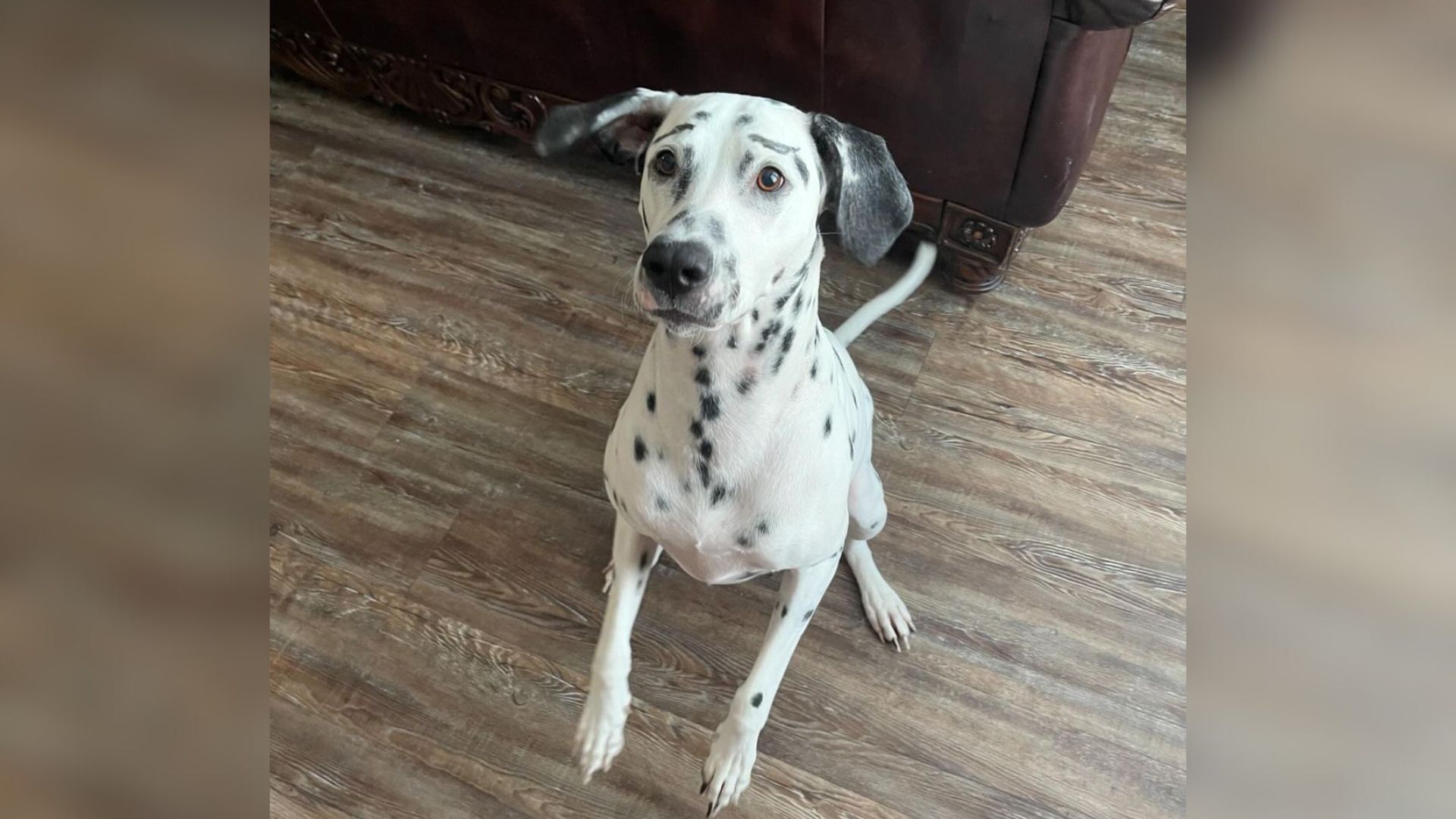 black and white dog