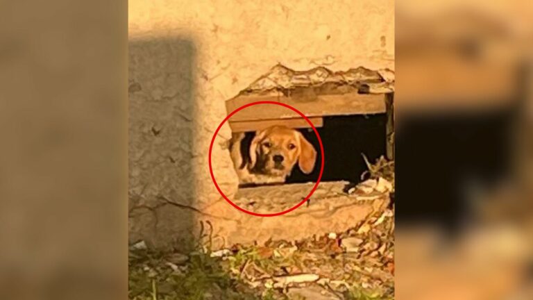 dog hiding in construction zone