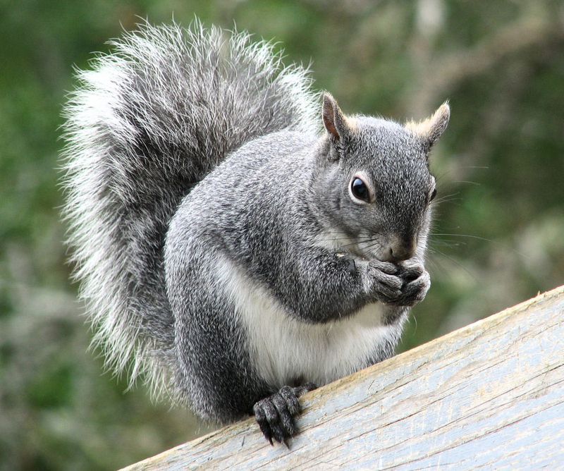 Western Gray Squirrel: Acorn Aristocrats