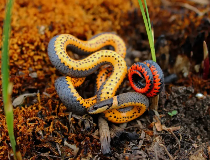 Ring-Necked Snake: Midnight with a Neon Collar