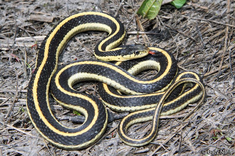 Common Garter Snake