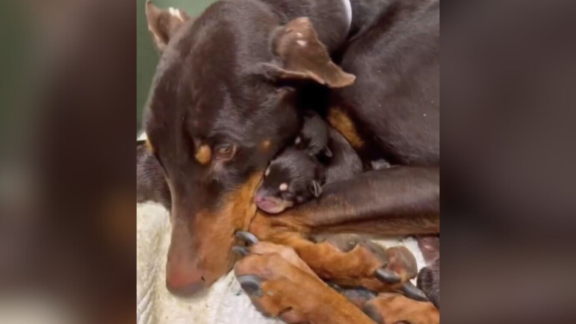 mother dog and puppy