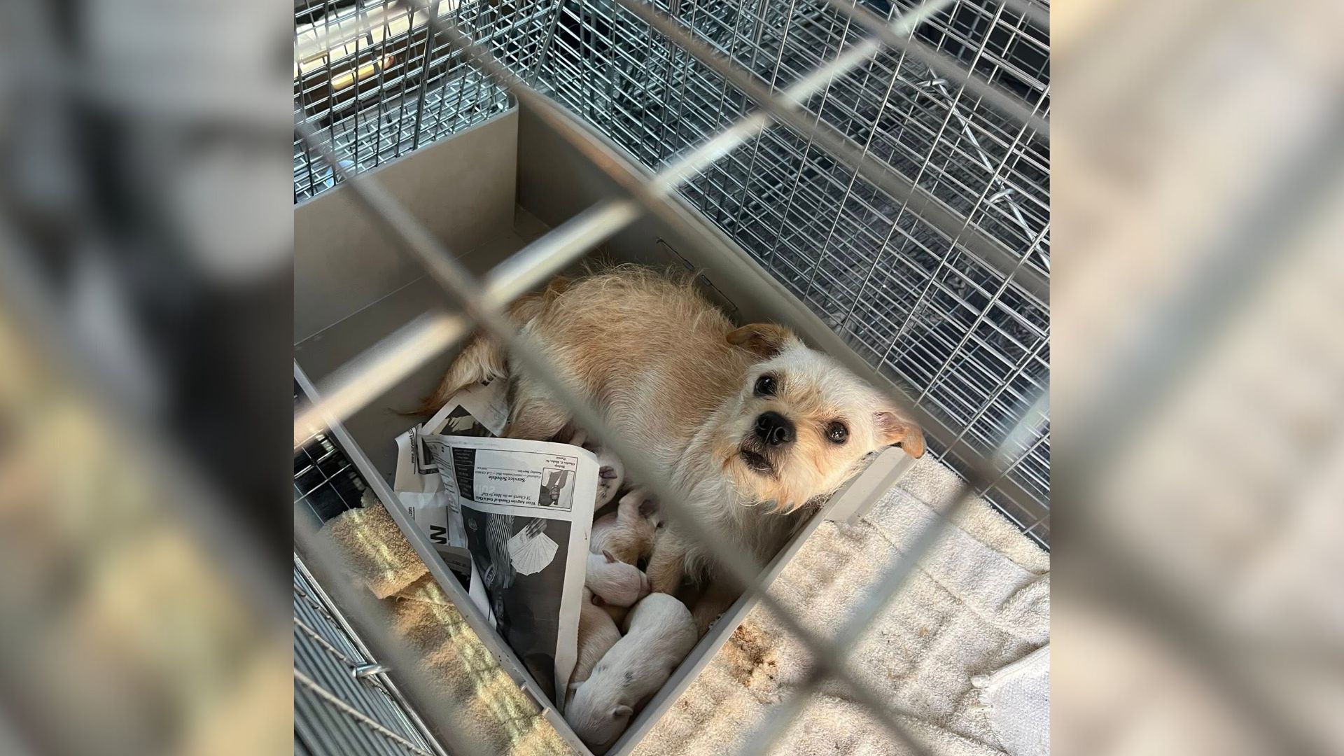 Mother dog and puppies