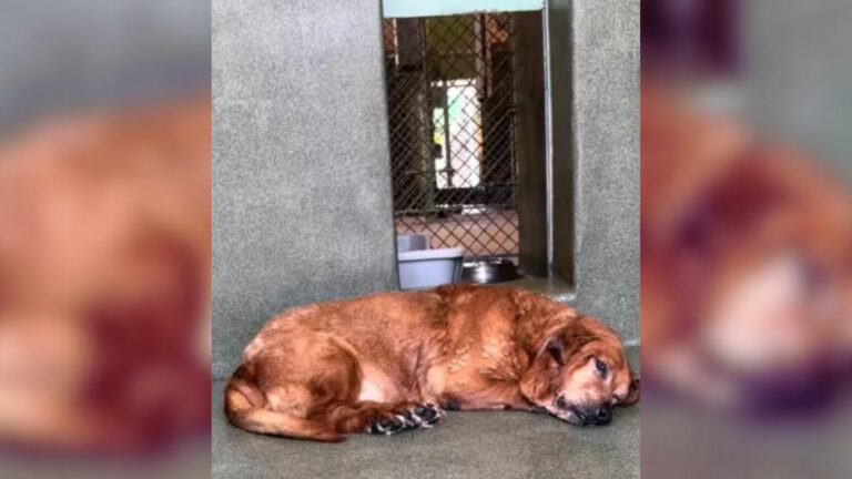 sad old dog
