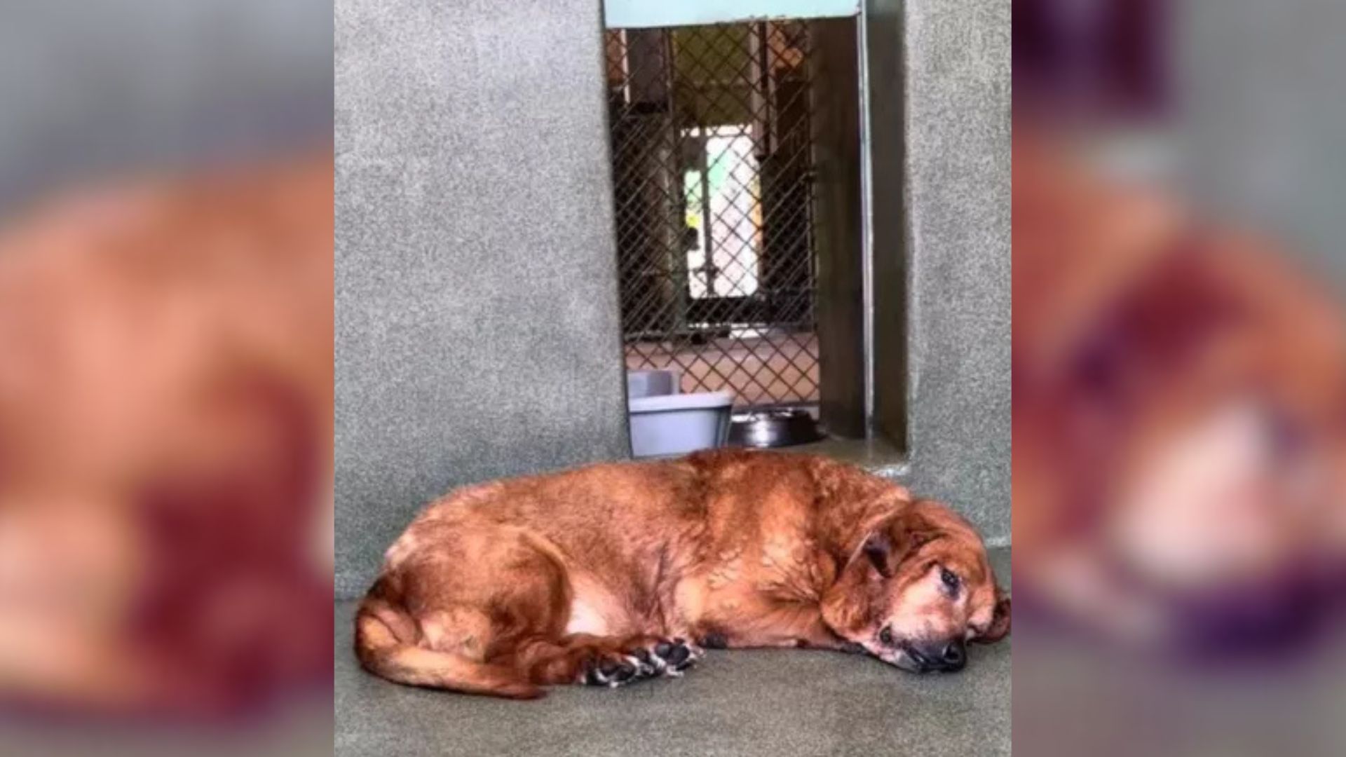 California Rescuers Save A Sad 15-Year-Old Dog From The Streets, Microchip Uncovers A Big Surprise