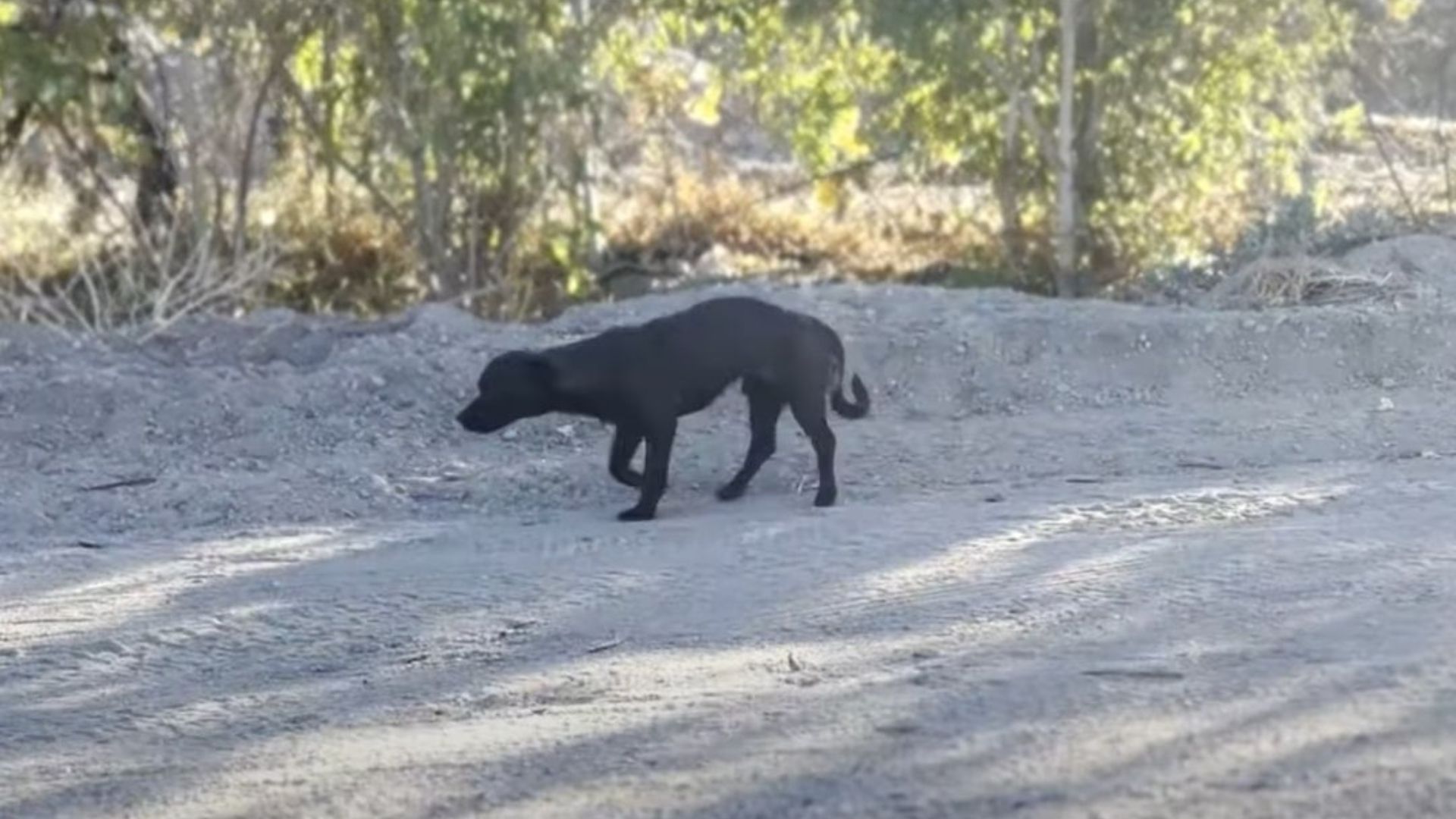 black dog walking