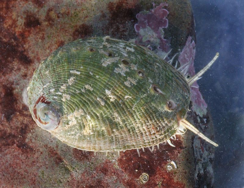 Green Abalone: Iridescent Treasure