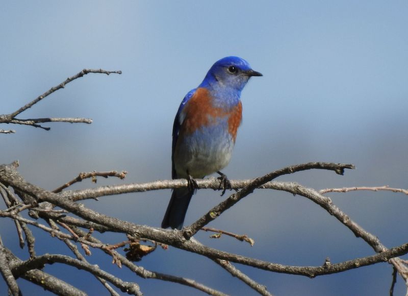 Western Bluebird