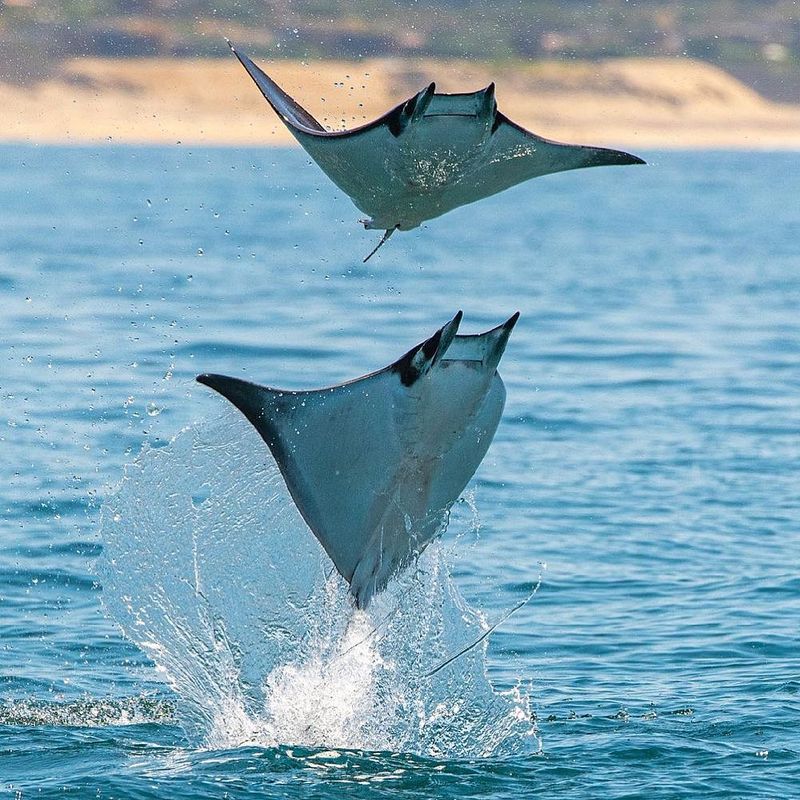 Mobula Ray: Flying Pancakes of the Sea