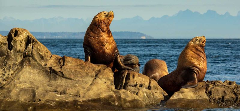 Steller Sea Lion