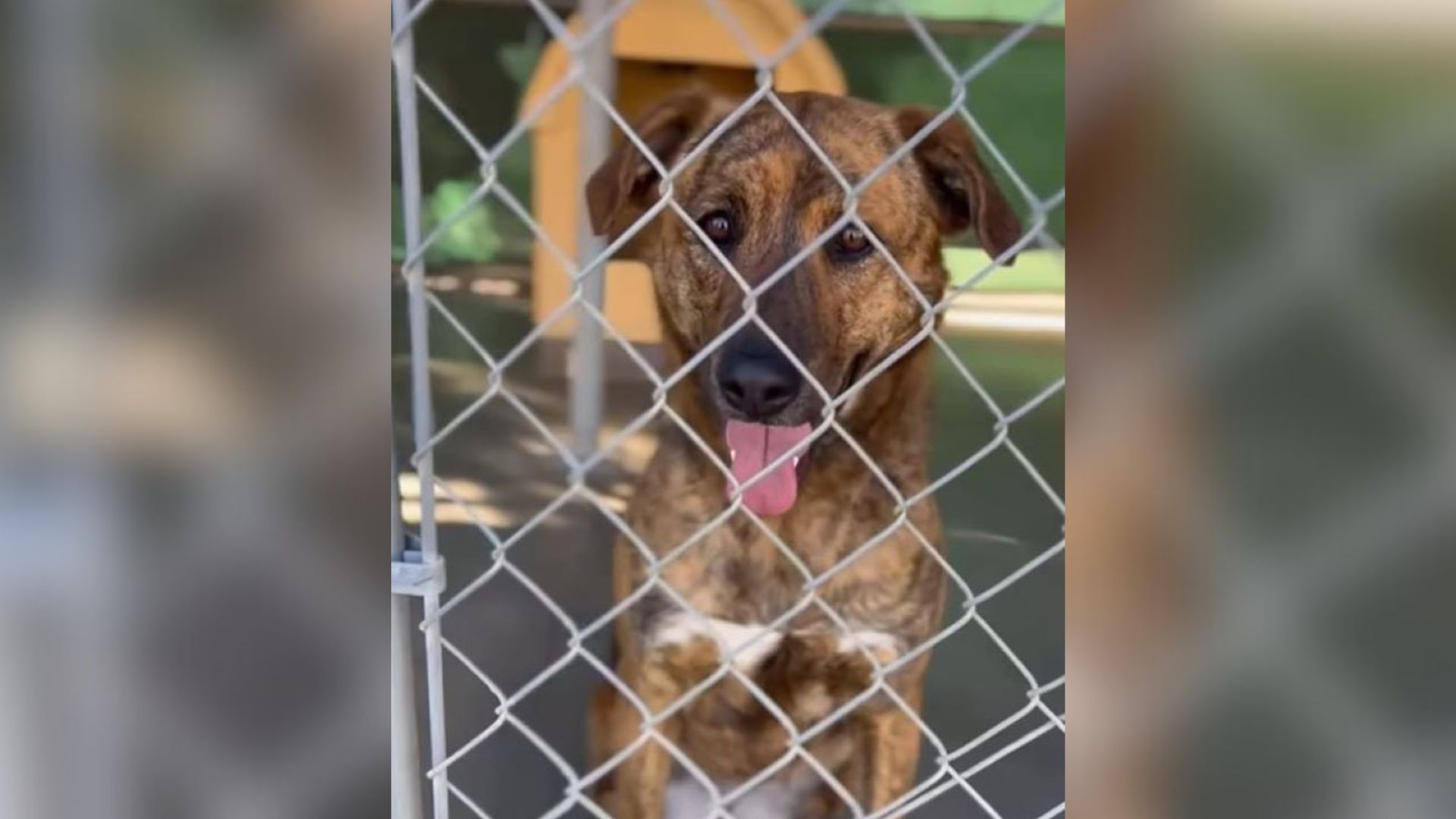 dog smiling behind bars
