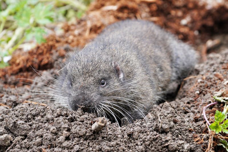 Mountain Beaver: Not Your Average Rodent