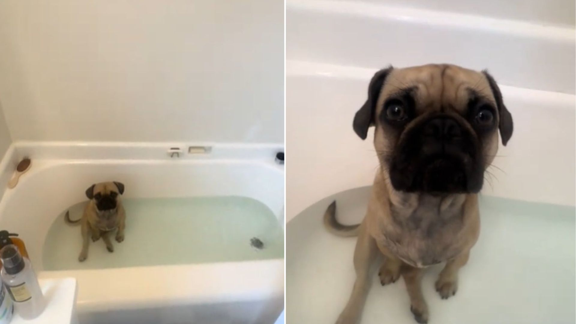dog bathing