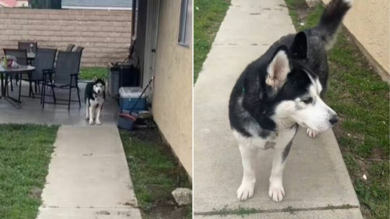 rescue dog