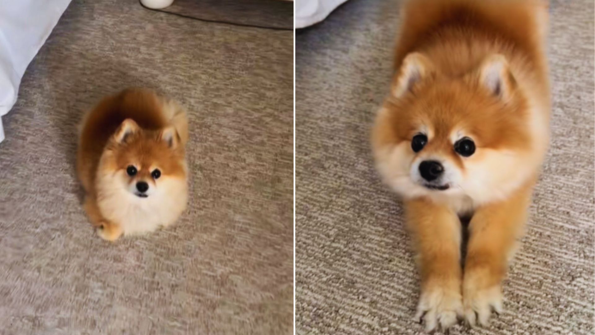 adorable dog