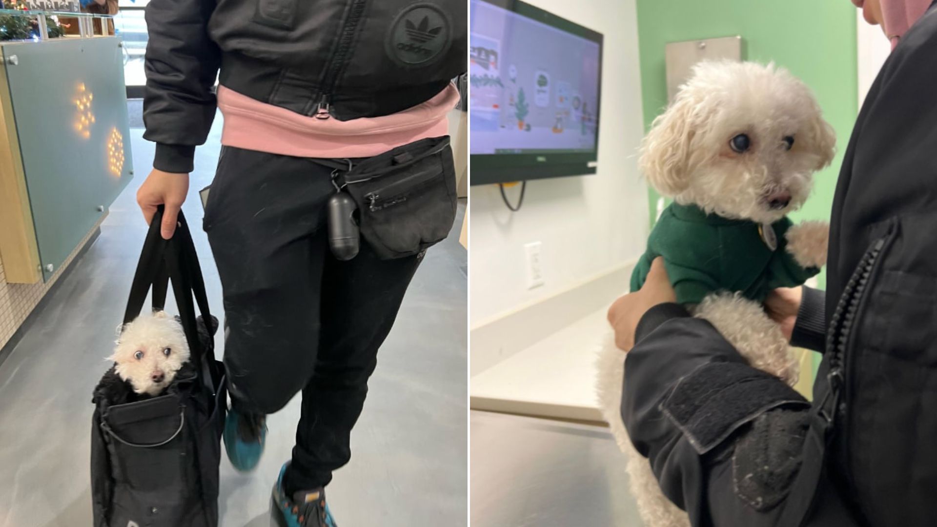California Woman Shocked After Vet Discovers What Made Her Dog Start Coughing