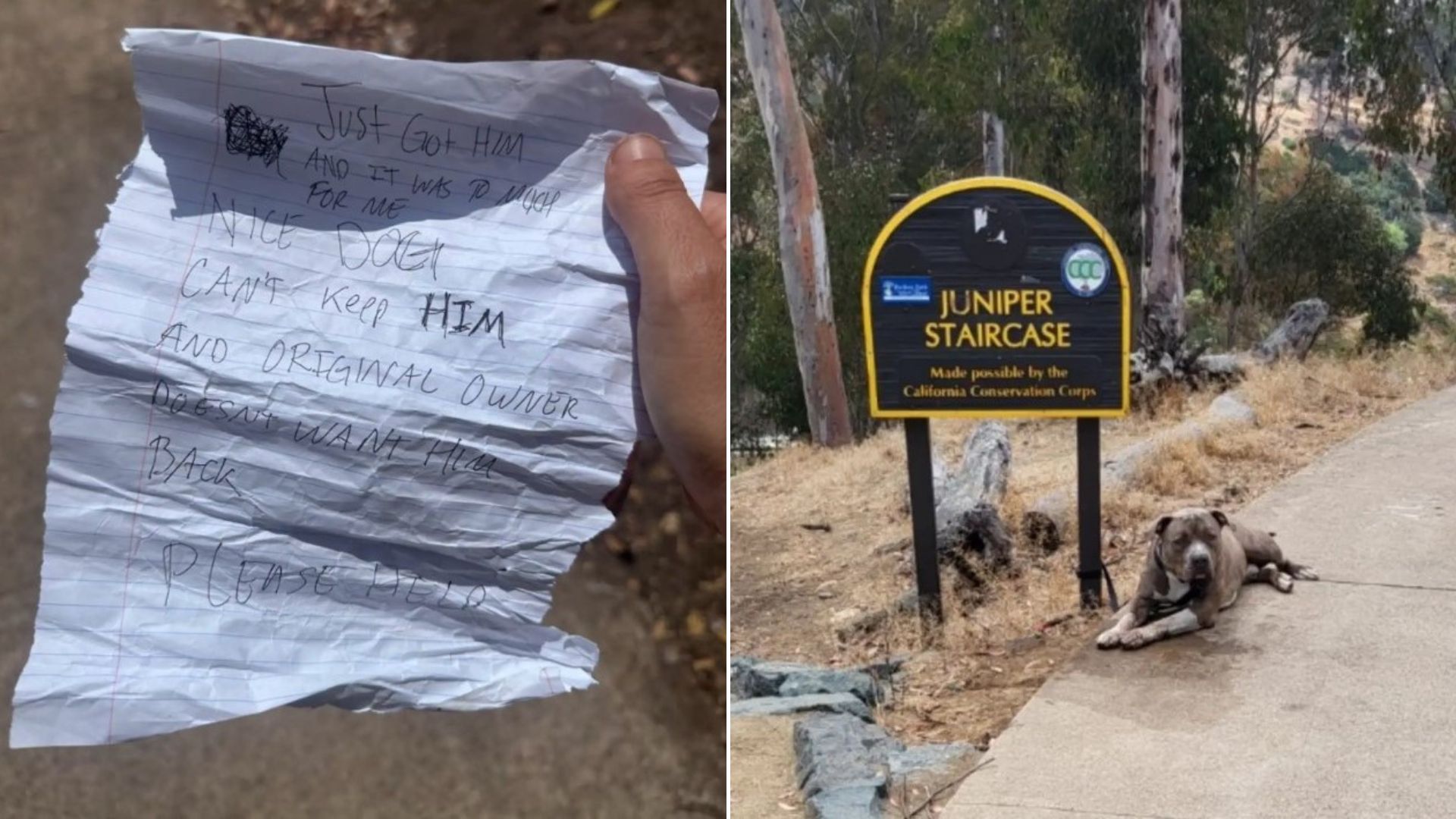 California Woman Shocked By A Dog Tied To Park Sign, And The Note from His Family Broke Her Heart