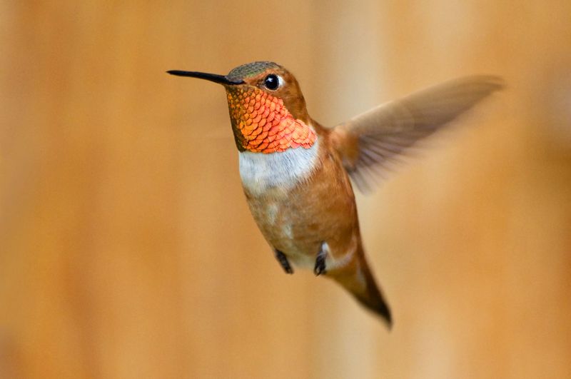 Rufous Hummingbird