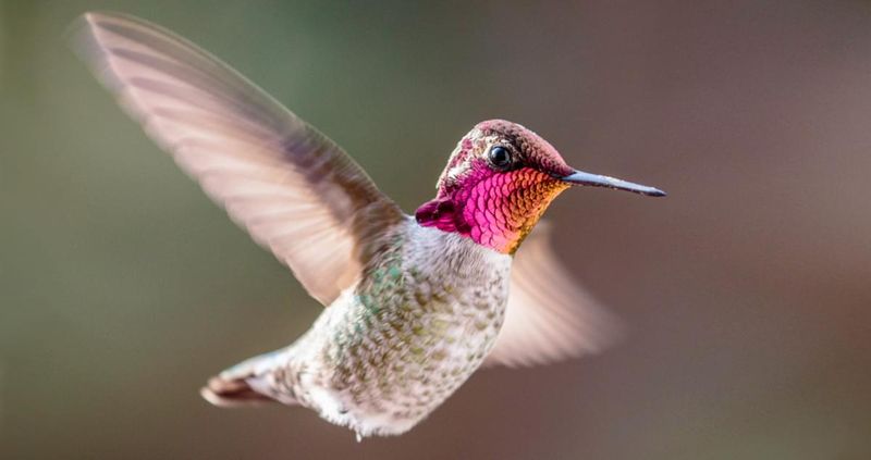 Anna's Hummingbird: The Rose-Crowned Rarity