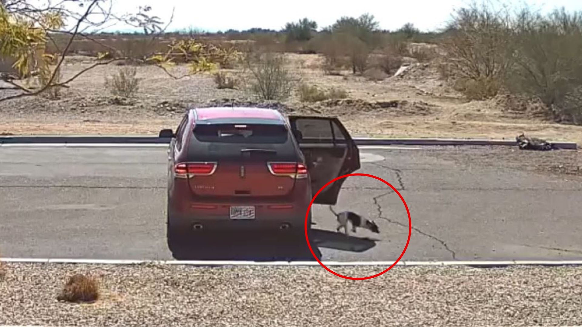 Camera Catches Neglectful Owner Ditching Dog From Car On Arizona Street While Saying ‘Bye-Bye’