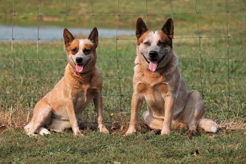 Australian Cattle Dog: The Tireless Outback Worker