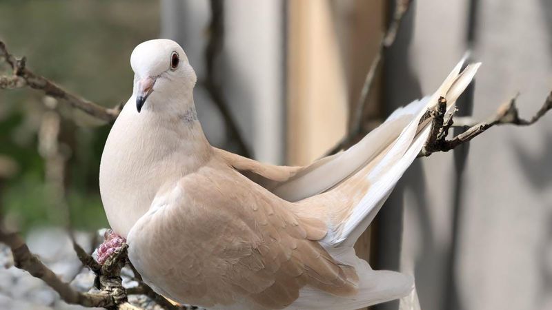 Dove: Peaceful Companions