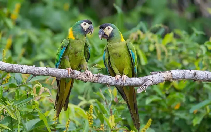 Yellow-collared Macaw (Primolius auricollis)
