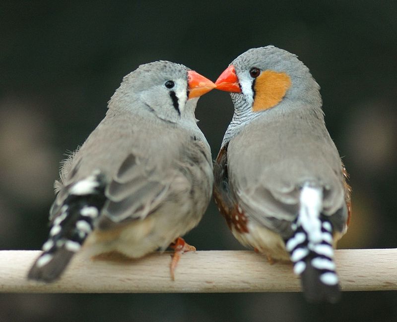 Finch