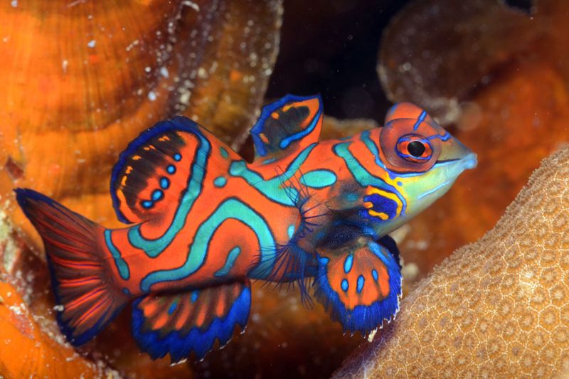 Mandarin Dragonet: Masters of Underwater Disguise