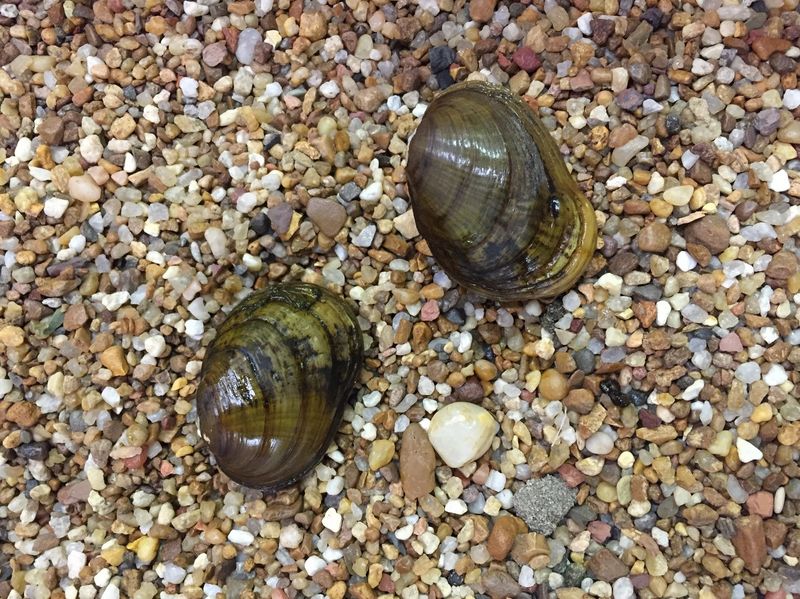 Northern Riffleshell Mussel