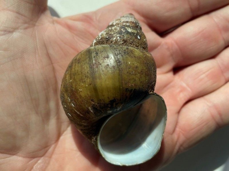 Chinese Mystery Snail: The Underwater Invader