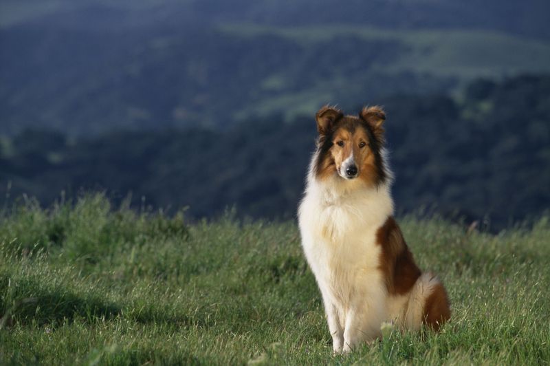 Collie Eye Anomaly (CEA): Not Just for Collies Anymore