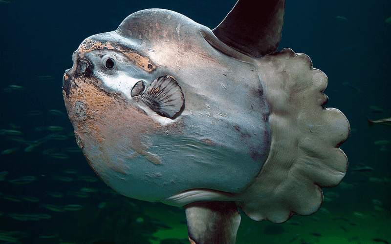Ocean Sunfish: Silver Giants with Rainbow Parasites